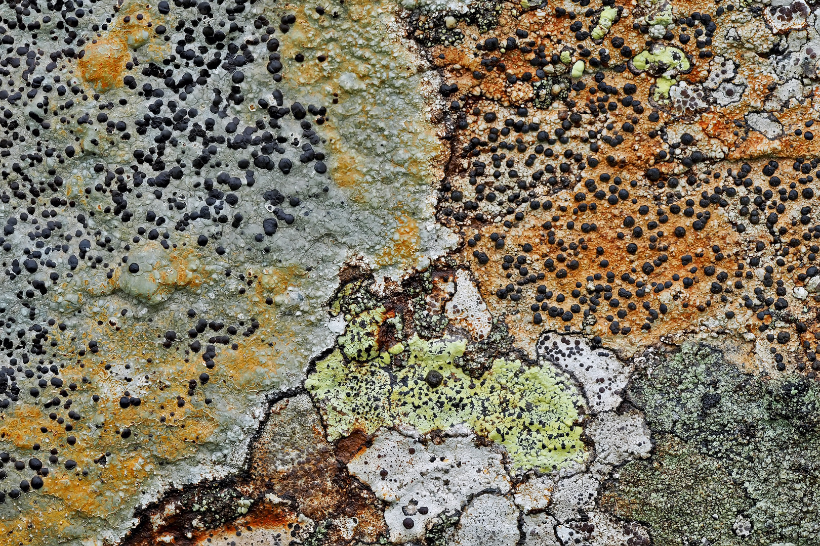 Kunstvolle Flechten-Gemeinschaft! - Plusieurs sortes de lichens qui vivent ensemble à la montagne.