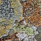 Kunstvolle Flechten-Gemeinschaft! - Plusieurs sortes de lichens qui vivent ensemble à la montagne.