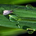 Kunstvolle Gras-Dekoration! - Un brin d'herbe décoré!