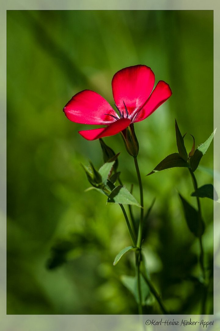 Kunstvolle Natur