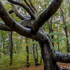 KUNSTVOLLER EINZELBAUM IM KÜSTENWALD