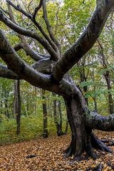 KUNSTVOLLER EINZELBAUM IM KÜSTENWALD