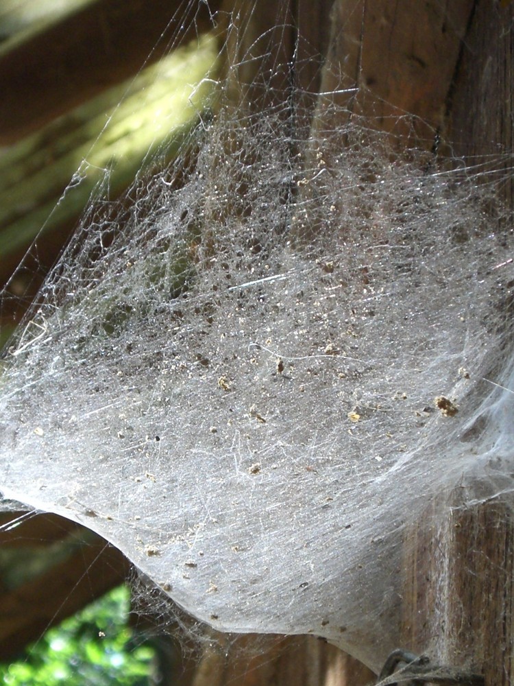 kunstvolles Spinnennetz