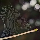 Kunstvolles, von der Sonne durchflutetes Spinnennetz! - L'artiste, c'est l'araignée! 