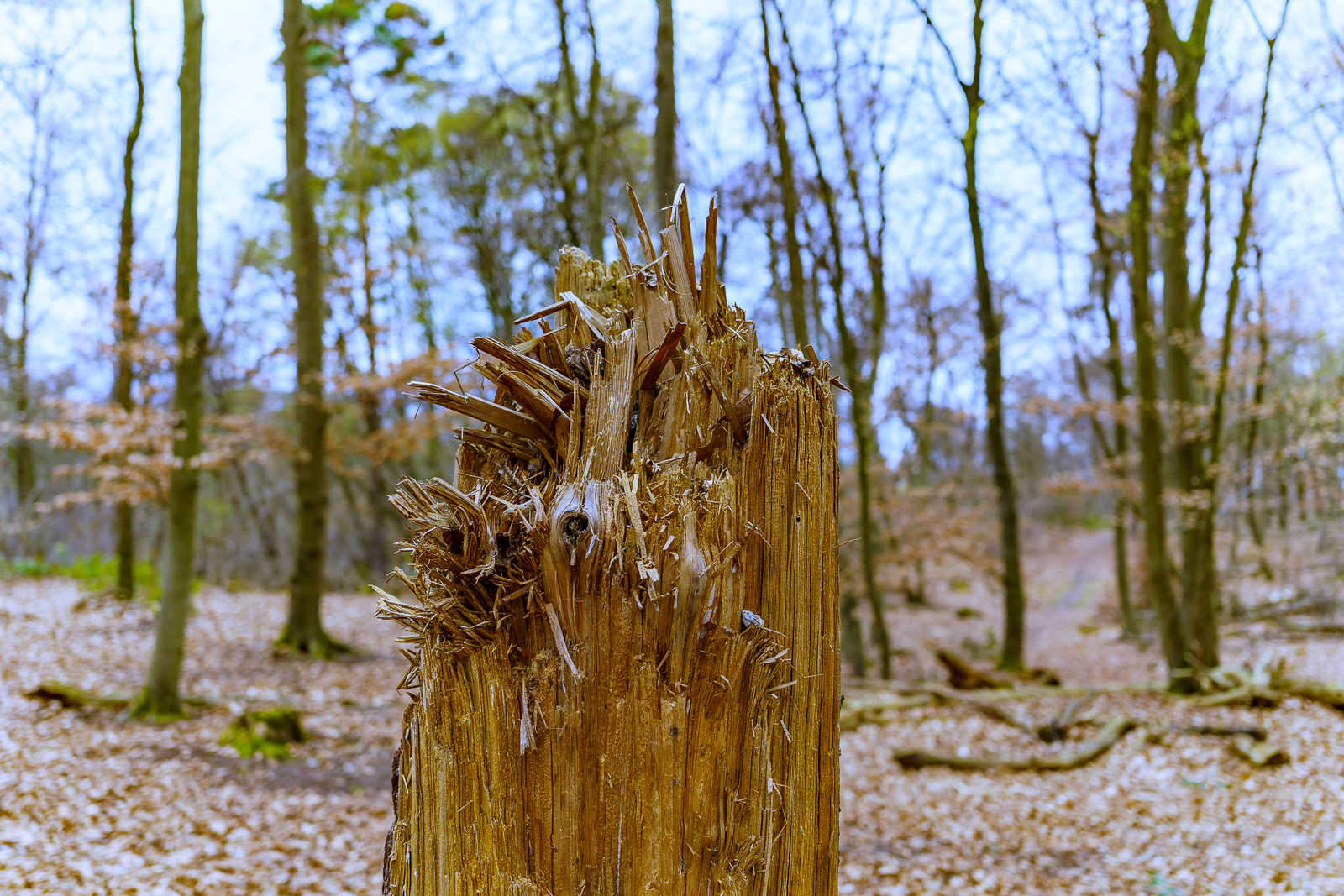 Kunstwerk " Baumstamm mit Holzsplitter "