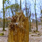 Kunstwerk " Baumstamm mit Holzsplitter "