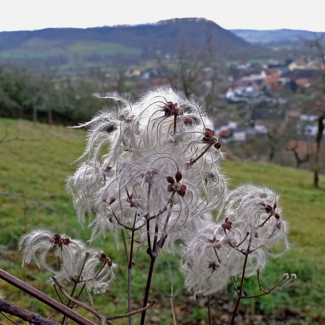 Kunstwerk der Natur