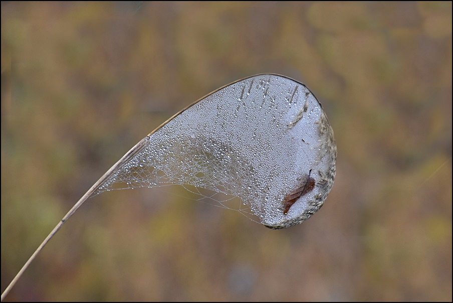 *Kunstwerk der Natur*