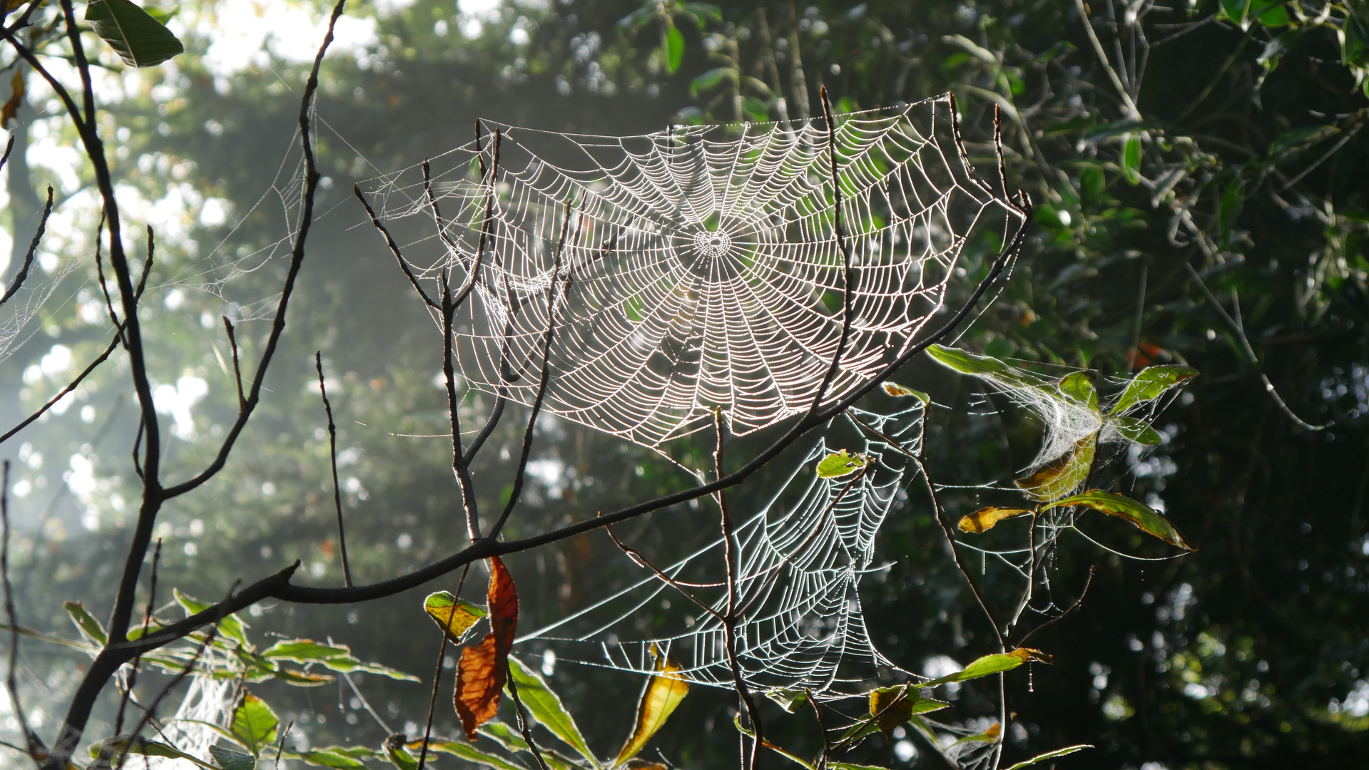 Kunstwerk der Natur.