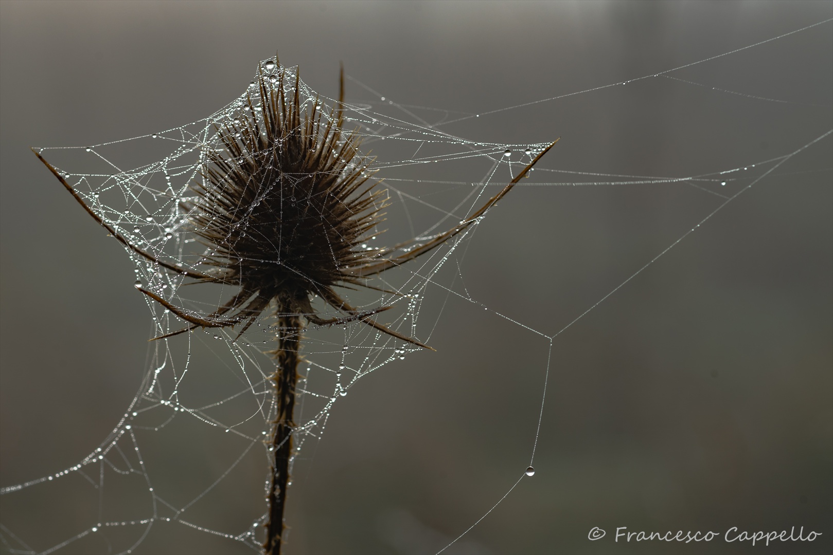 Kunstwerk der Natur