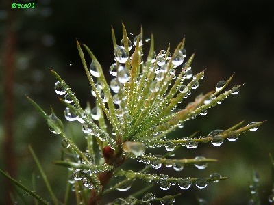 Kunstwerk der Natur