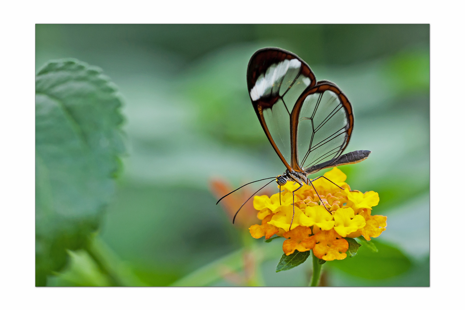 Kunstwerk der Natur