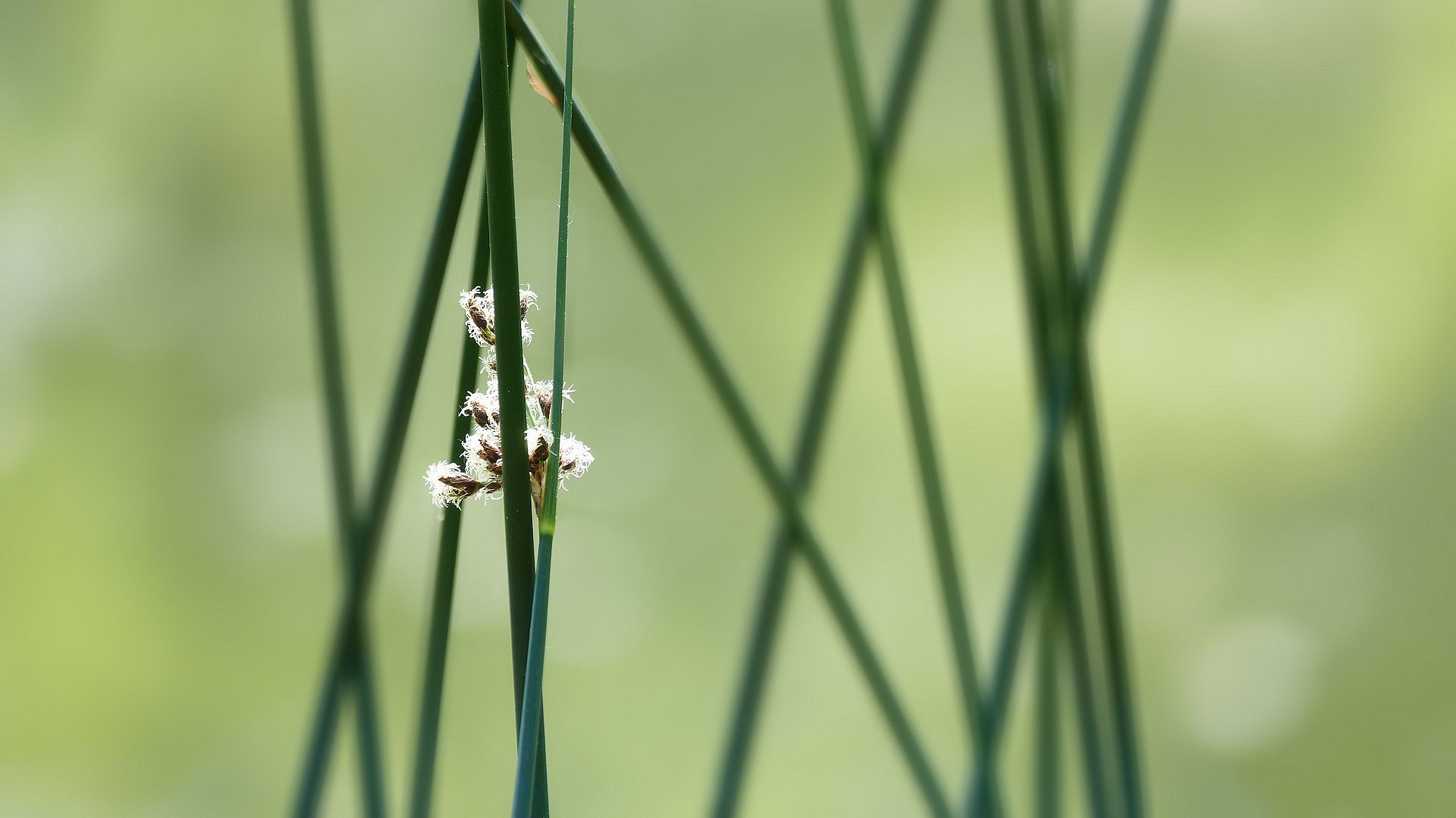 Kunstwerk der Natur