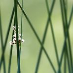 Kunstwerk der Natur