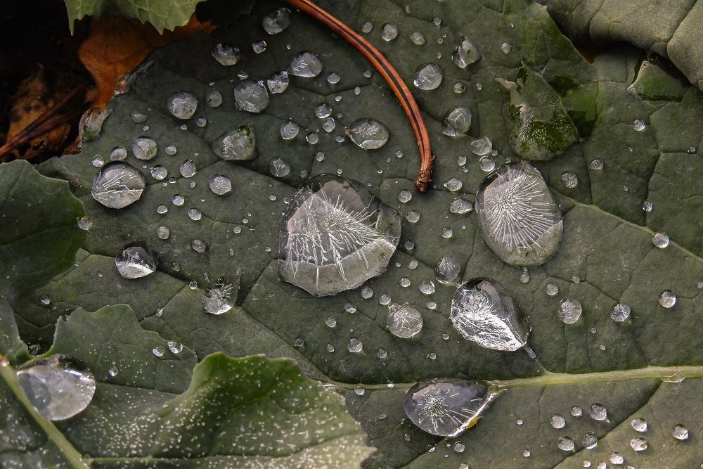 Kunstwerk der Natur