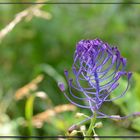 Kunstwerk der Natur.....  Trauben Hyazinthe