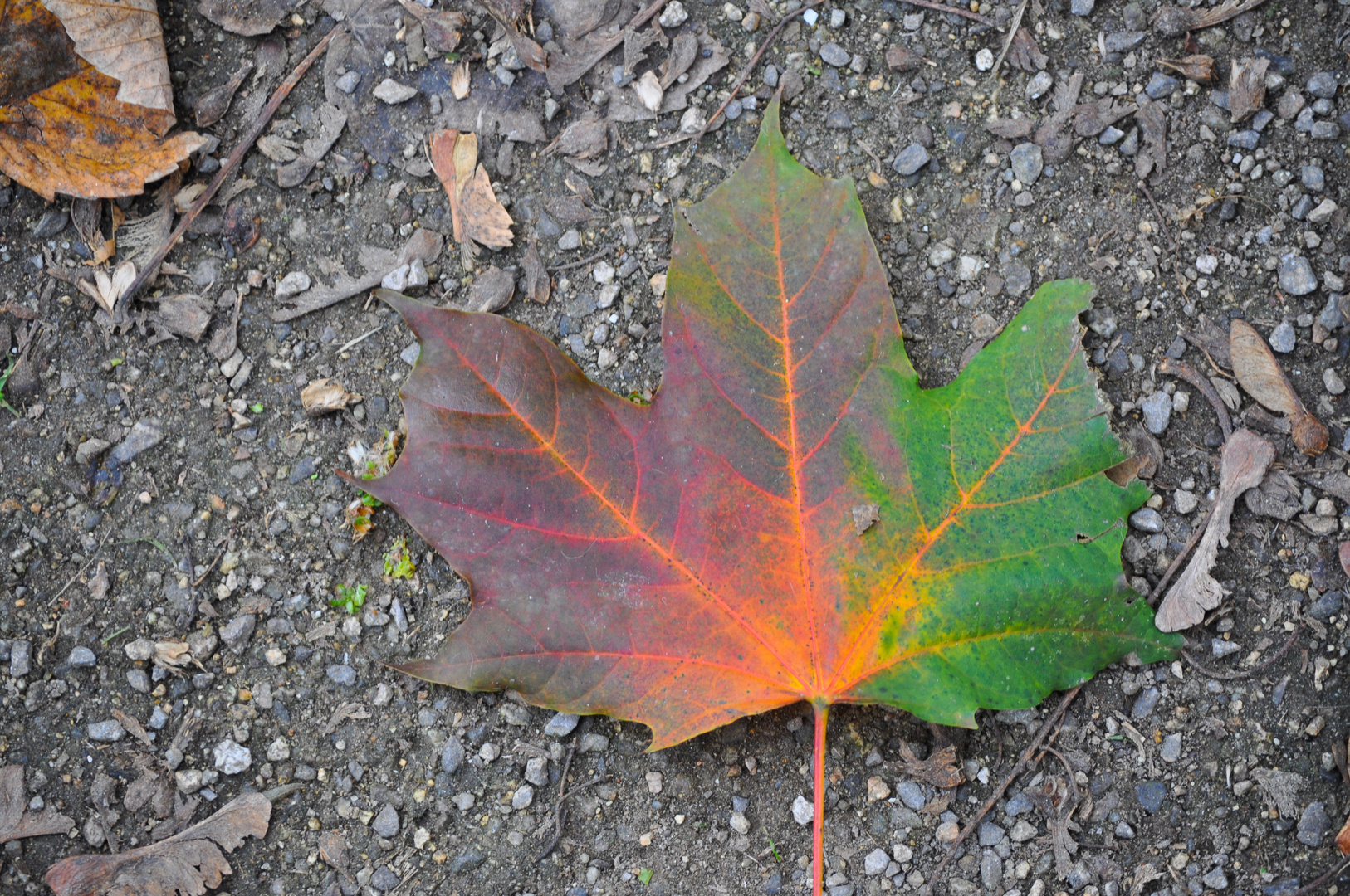 Kunstwerk in Herbstfarben