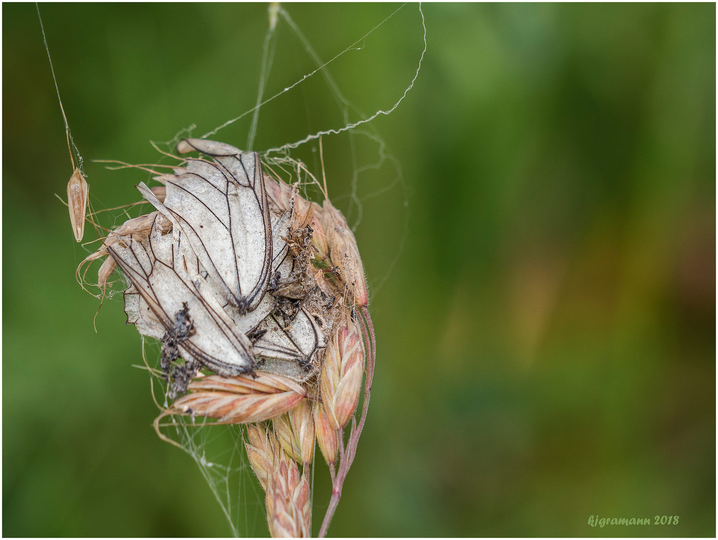 kunstwerk - natur......