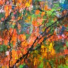 Kunstwerk Natur - gespiegelter Herbst