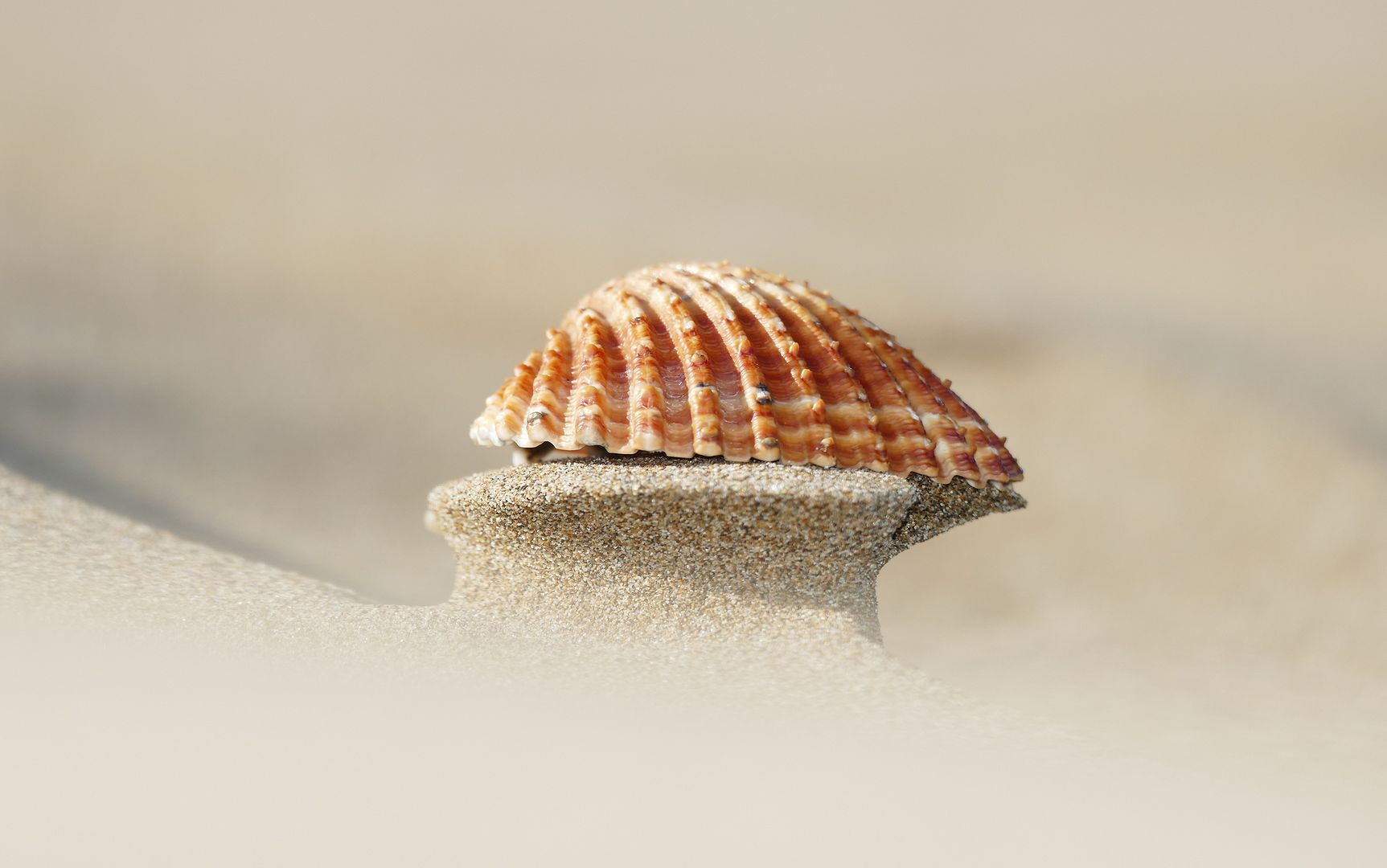 Kunstwerke am Strand