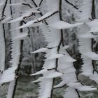 Kunstwerke der Natur