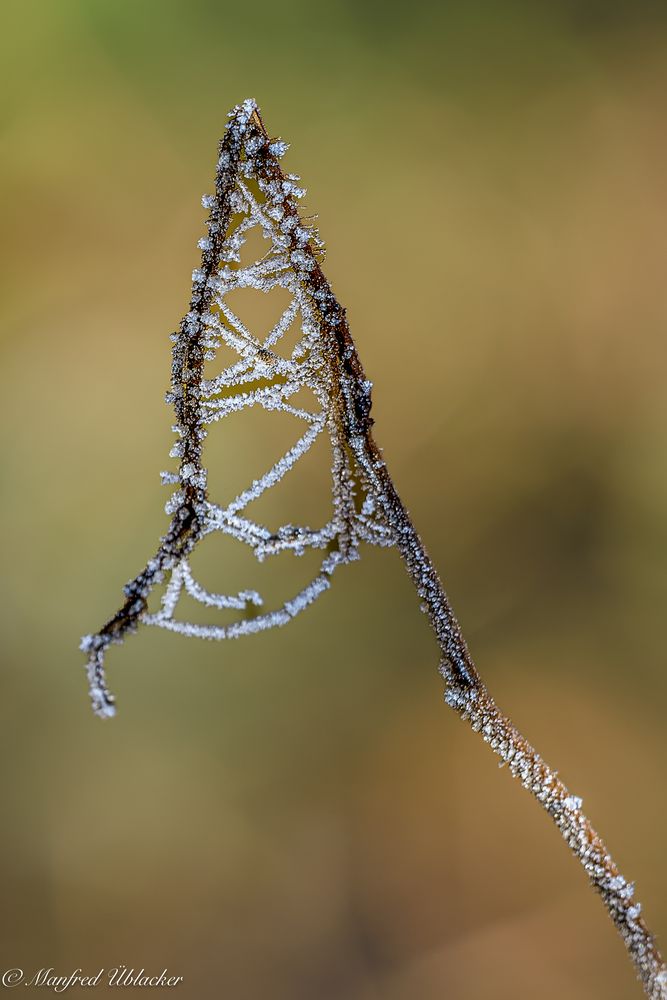 Kunstwerke der Natur ...