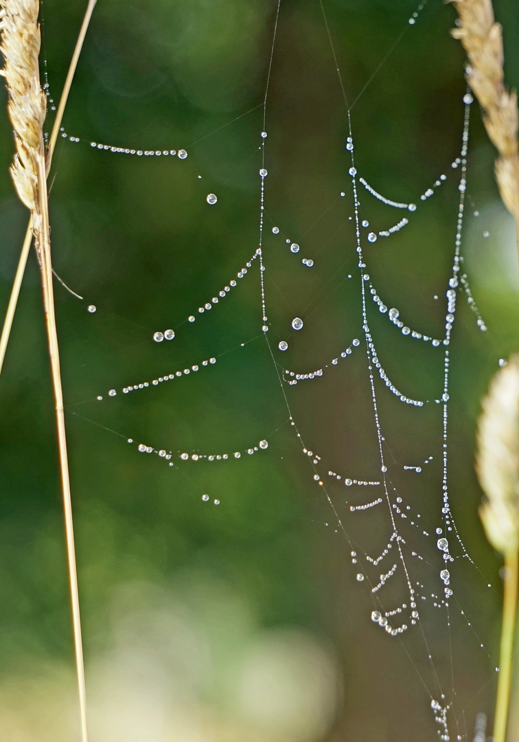 Kunstwerke der Natur