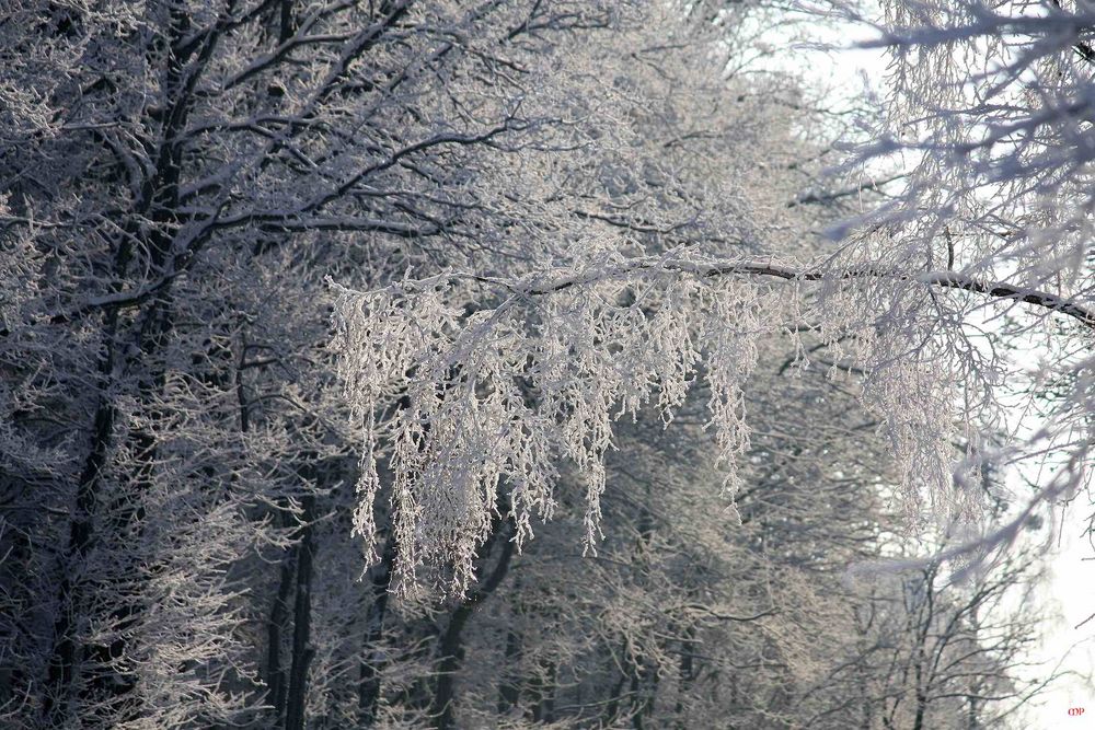 Kunstwerke der Natur