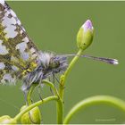 kunstwerke der natur ....