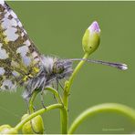 kunstwerke der natur ....