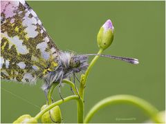 kunstwerke der natur ....