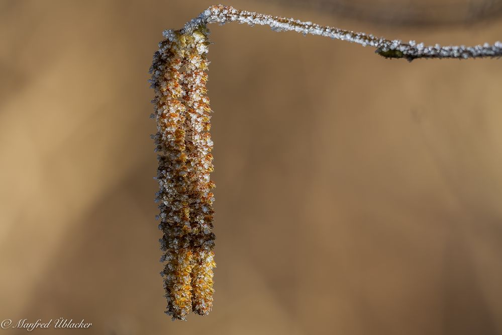 Kunstwerke der Natur ...