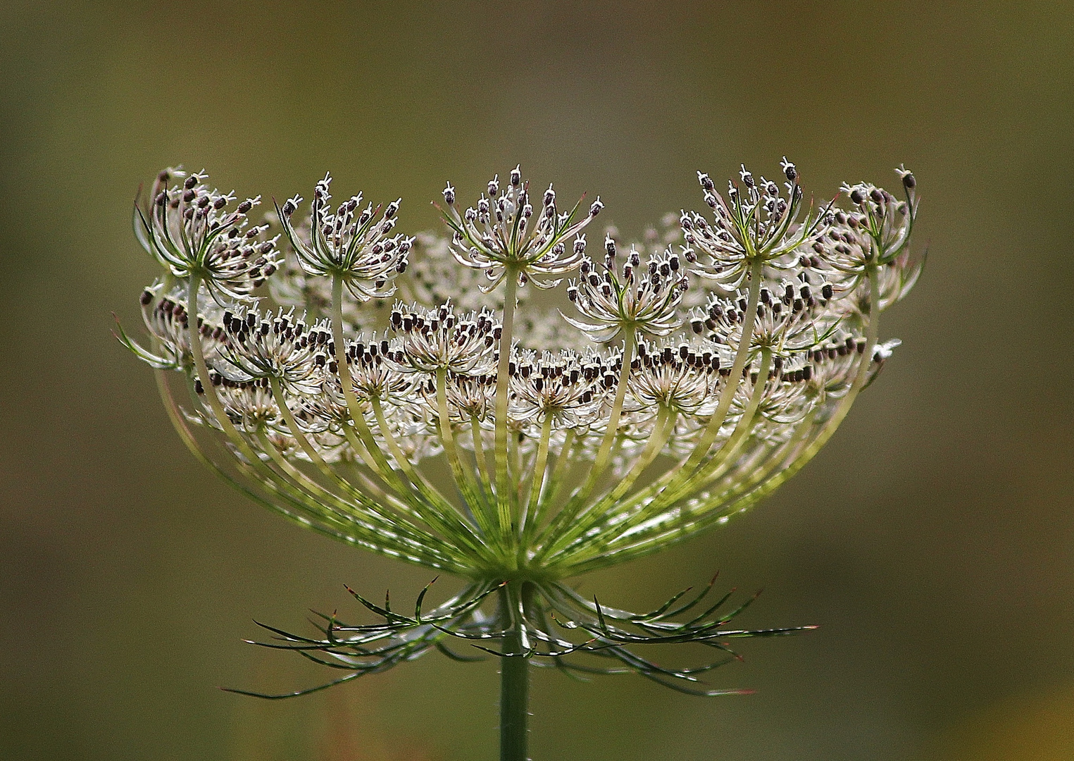 Kunstwerke der Natur