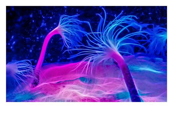 Kunstwerke der Natur - Korallen