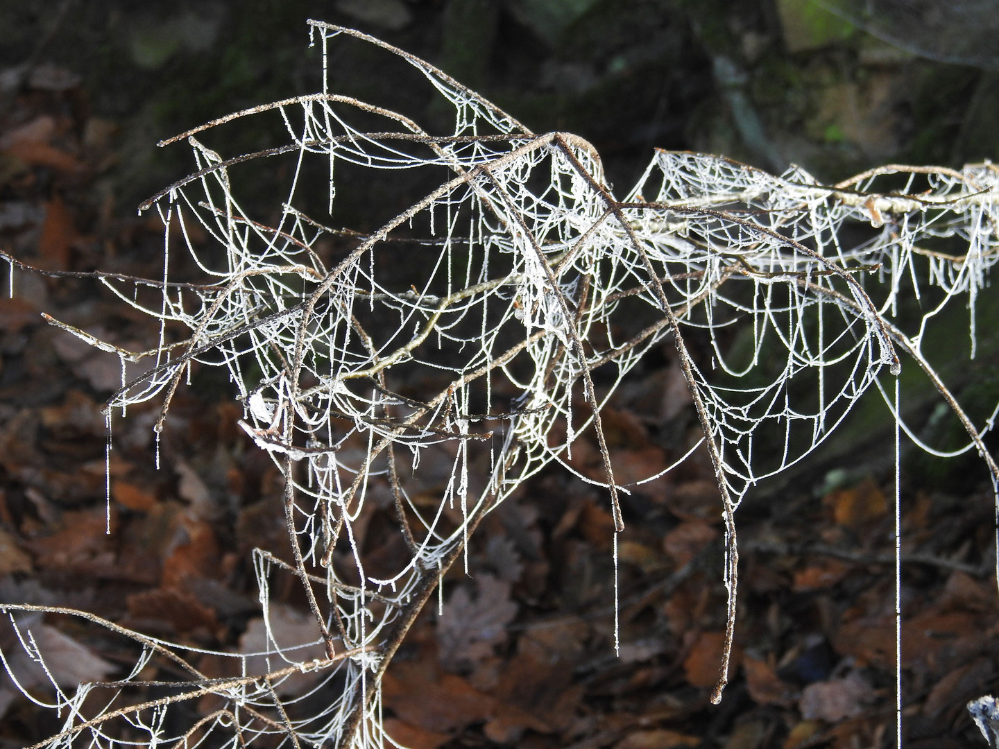 Kunstwerke des Winters: Rauhreif am Spinnengewebe