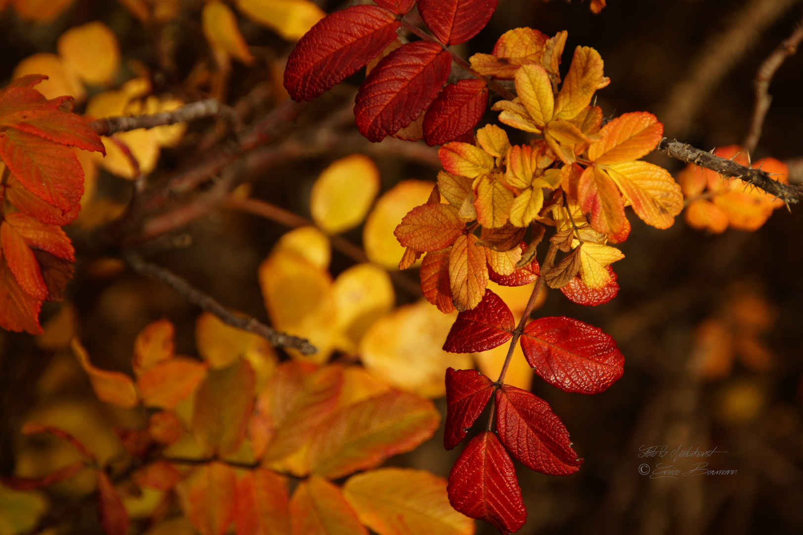 Kunstwerke im Herbst