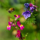 Kunterbunt