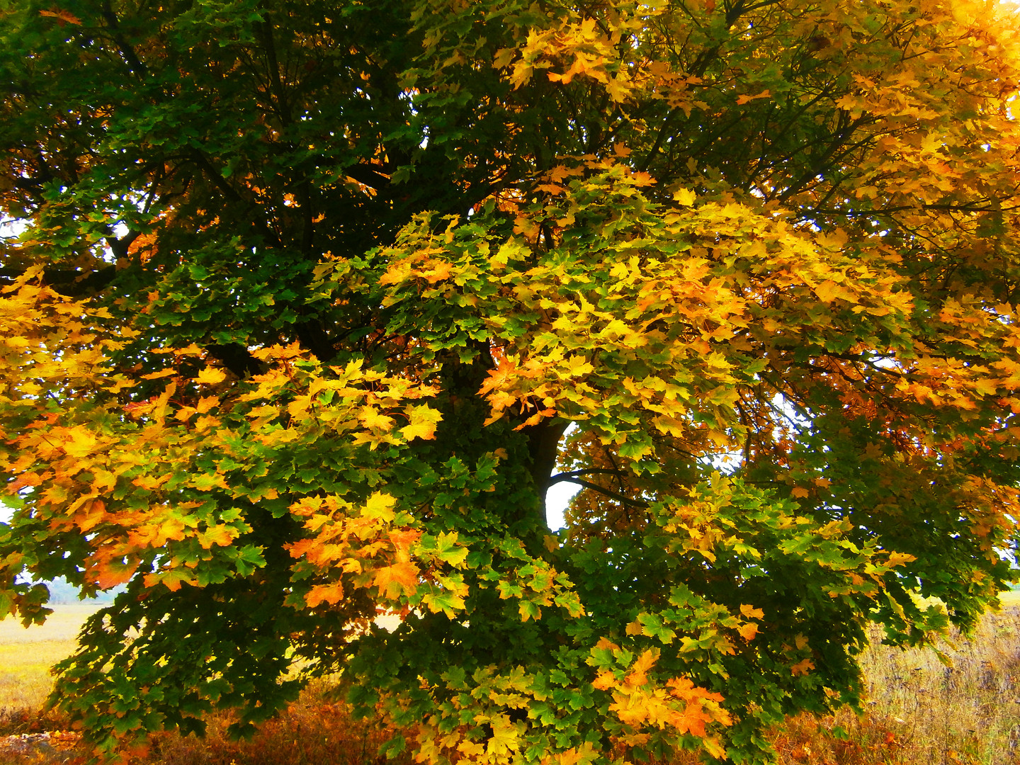 kunterbunt