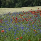 Kunterbunt