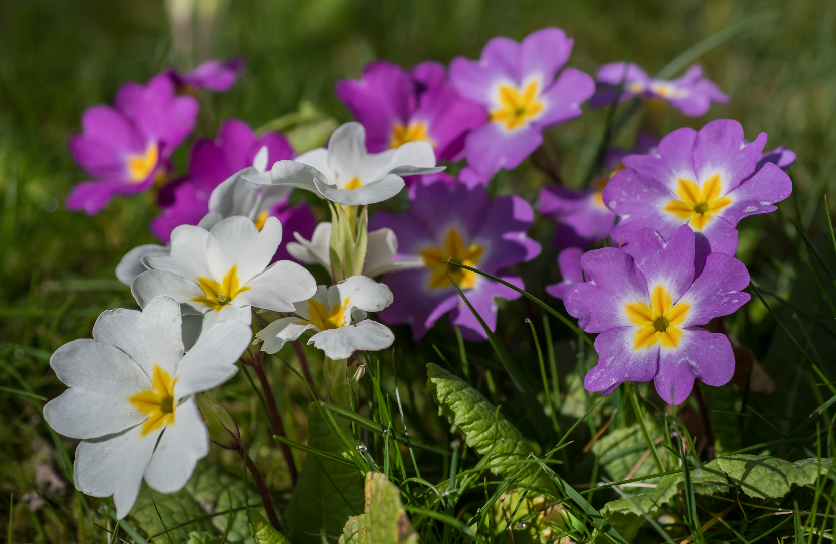 KUNTERBUNT