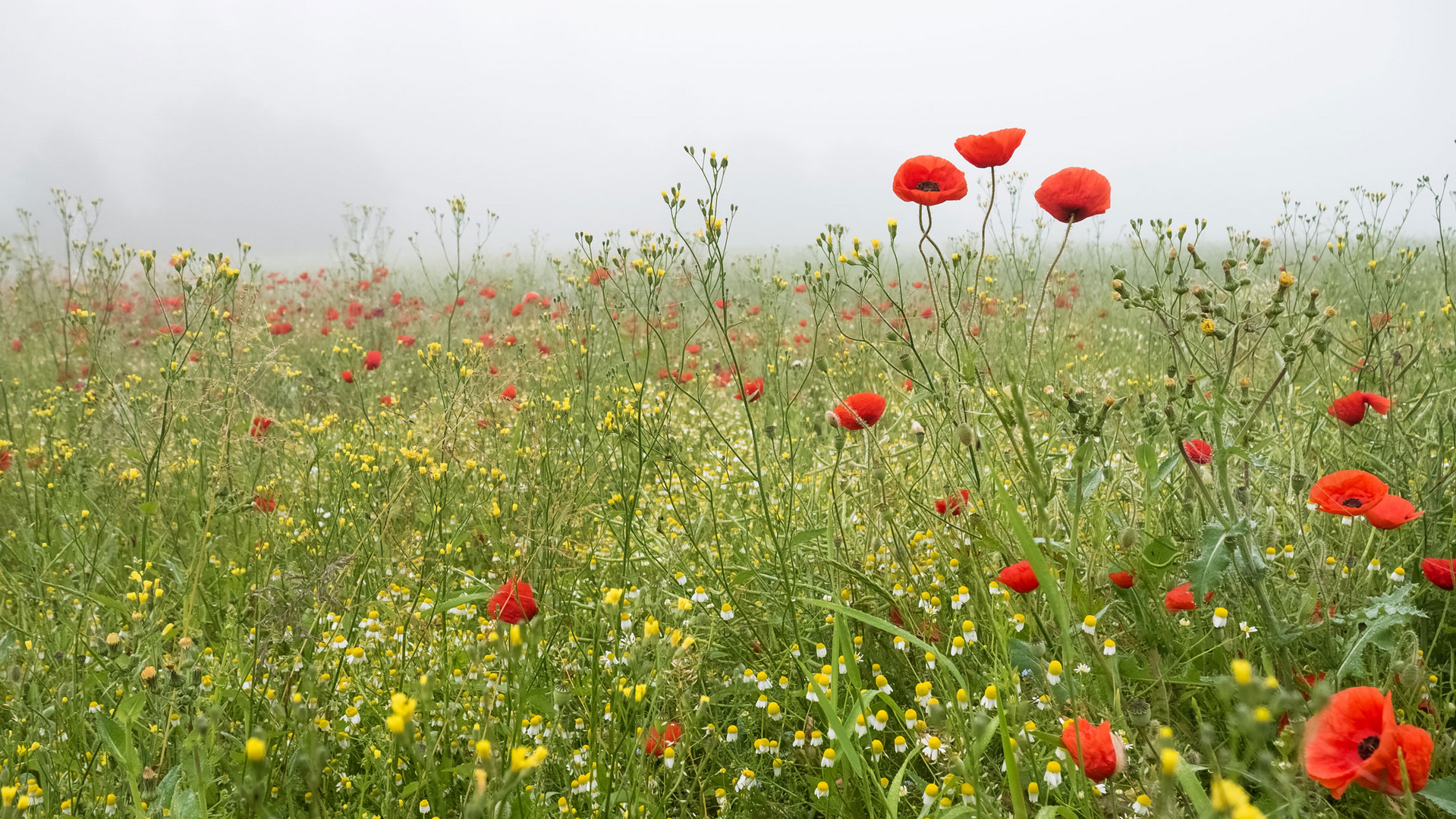 Kunterbunt