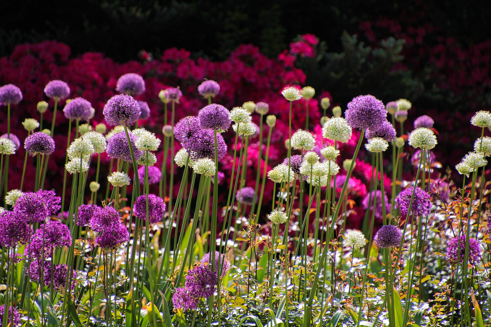 Kunterbunt