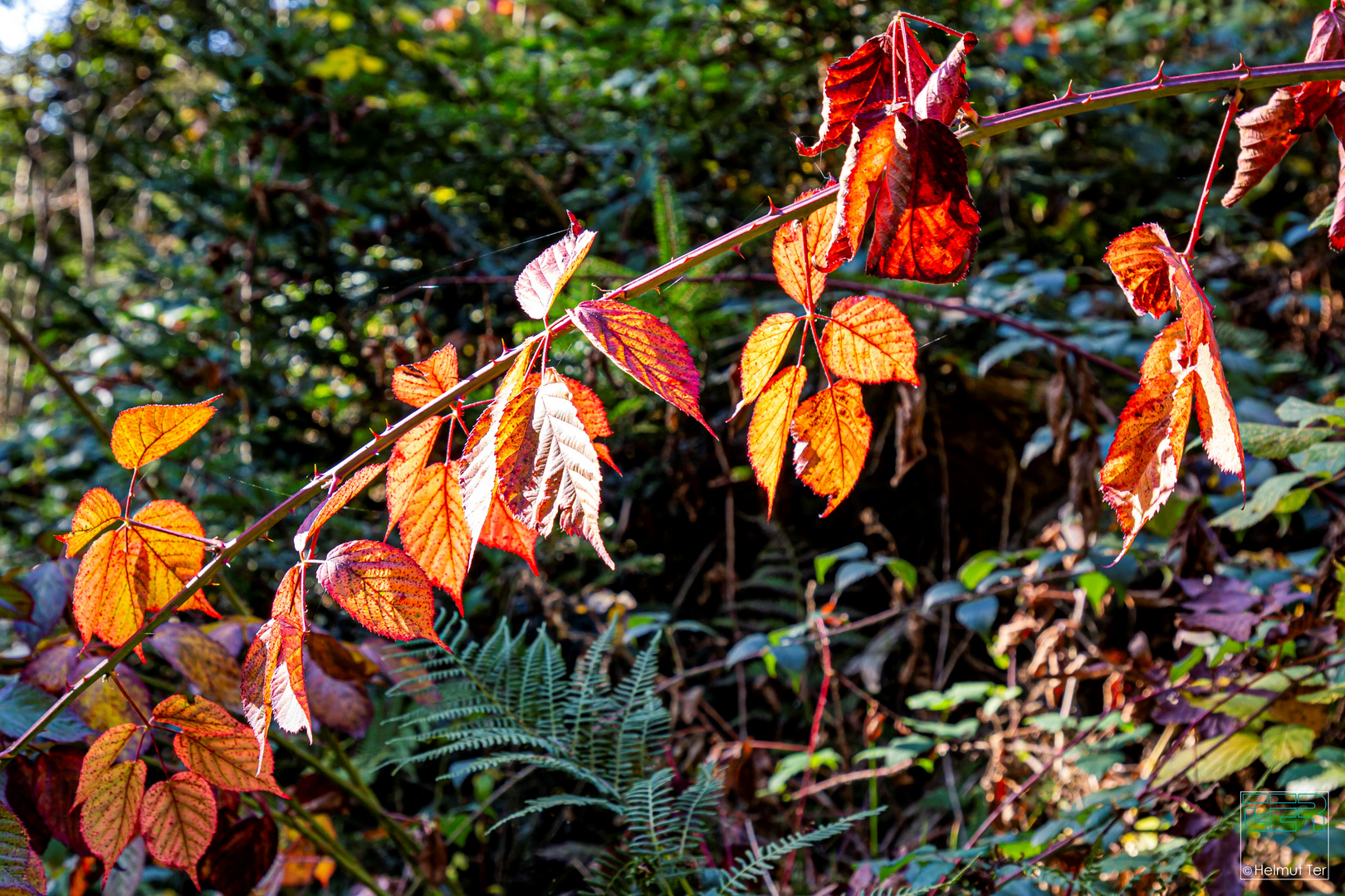 Kunterbunt   -   die Farben des Herbstes kündigen sich an.