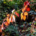 Kunterbunt   -   die Farben des Herbstes kündigen sich an.