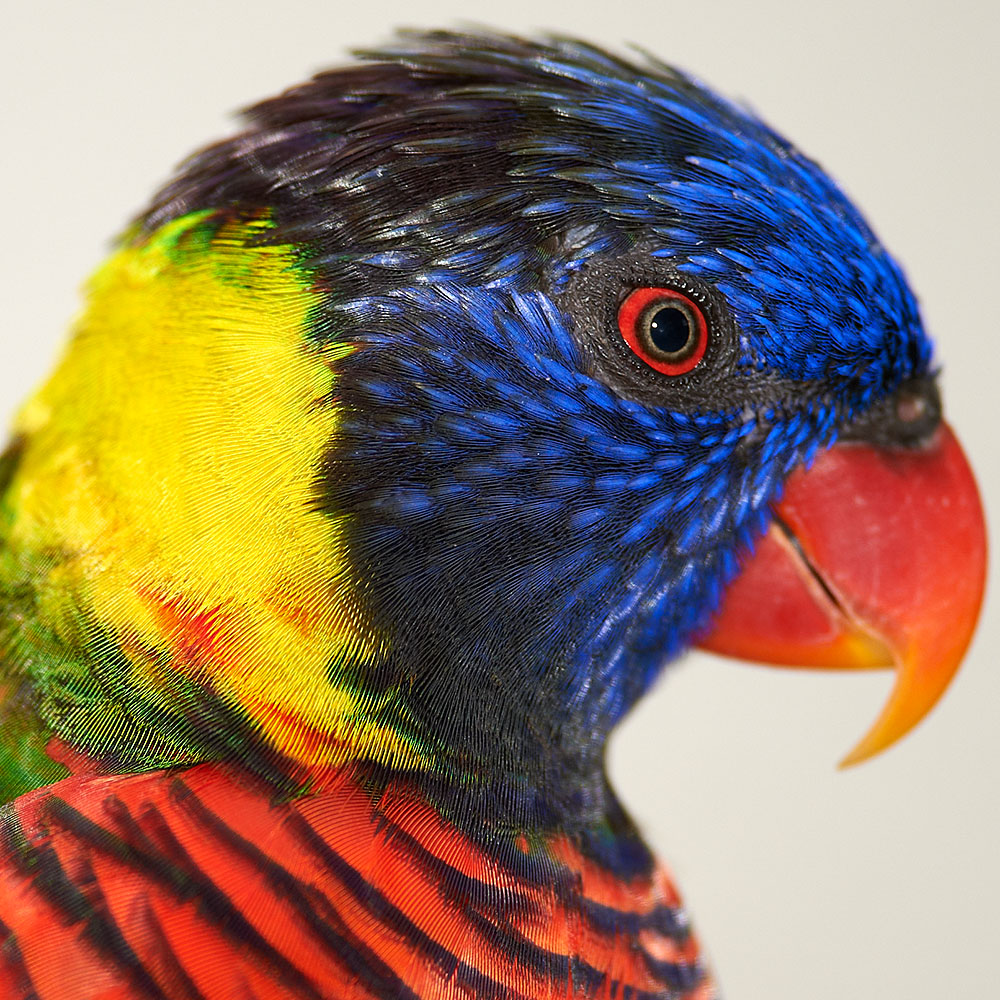 Kunterbunt Foto &amp; Bild | tiere, wildlife, wild lebende vögel Bilder auf ...