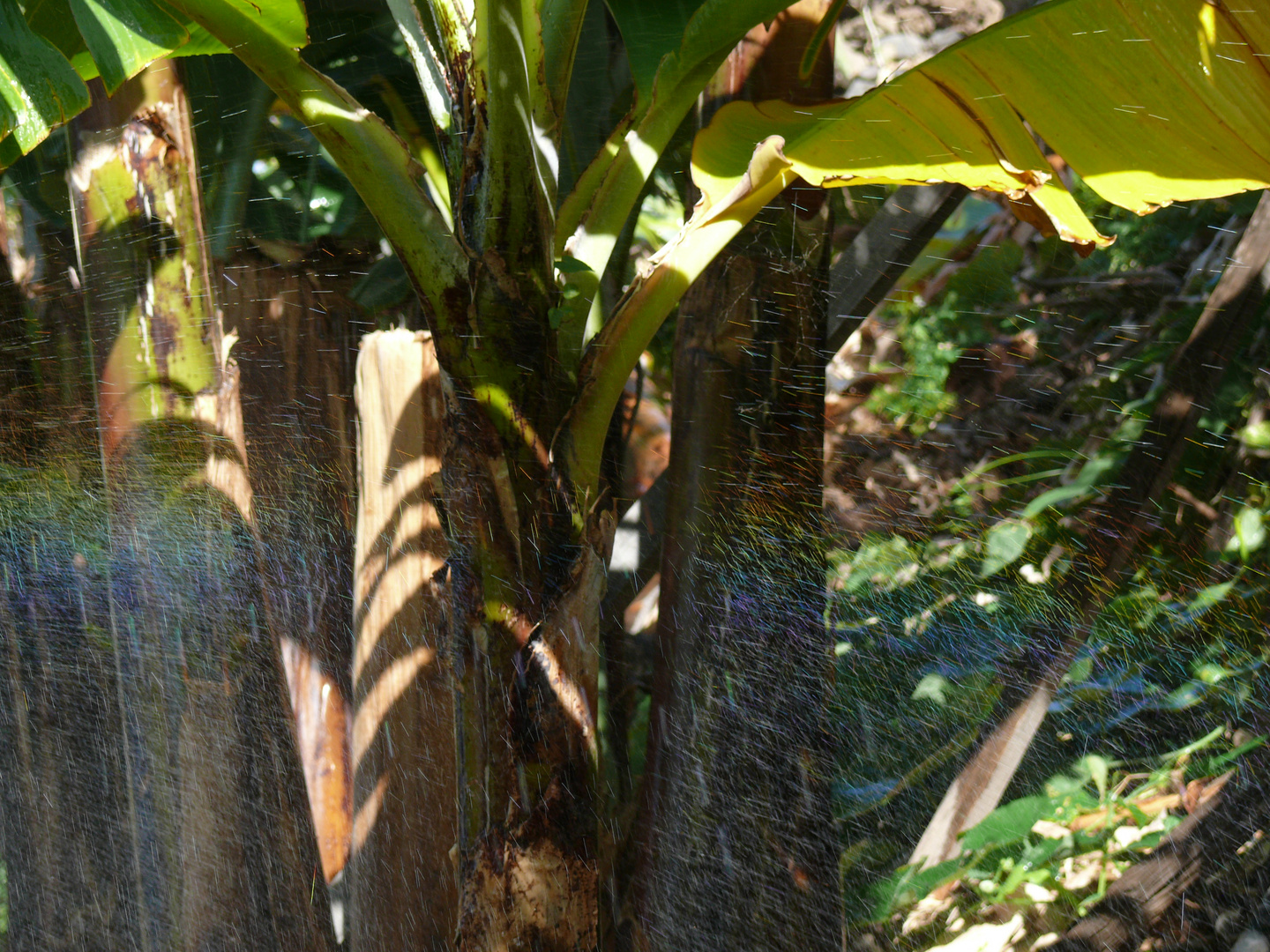 kunterbunte Bananenplantage