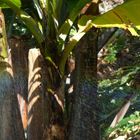 kunterbunte Bananenplantage