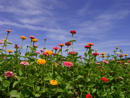 Kunterbunte Blumenwelt