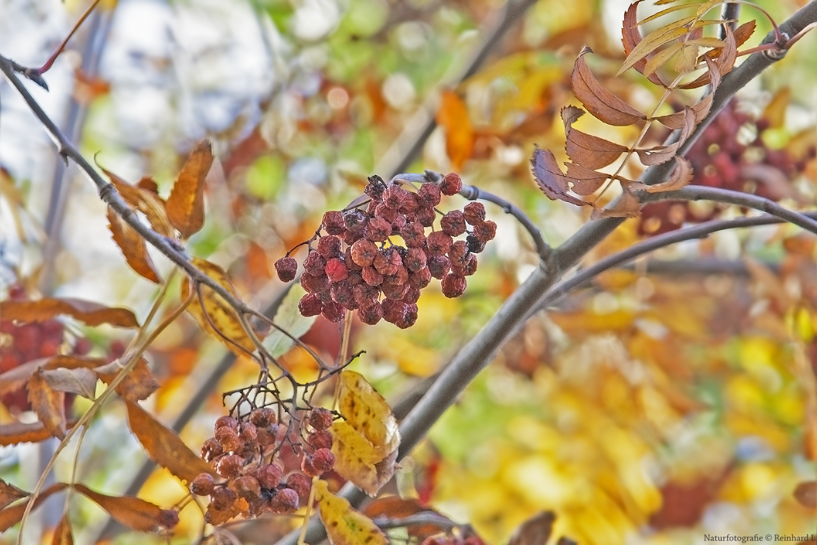 Kunterbunte Herbstfarben