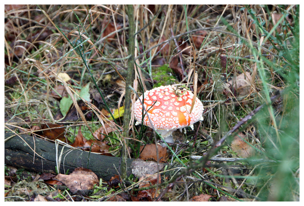 Kunterbunter Herbst